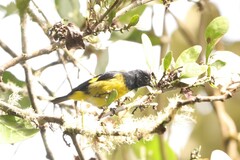 Spinus xanthogastrus