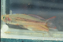 Rhadinocentrus ornatus