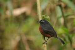 Ochthoeca cinnamomeiventris