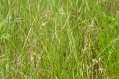 Carex sartwellii