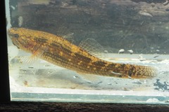 Gobiomorphus australis