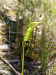 Pterostylis plumosa
