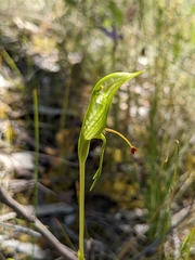 Pterostylis plumosa