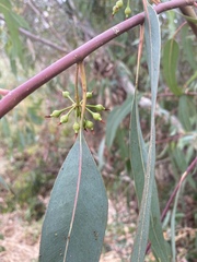 Eucalyptus