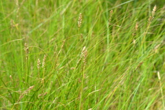 Carex sartwellii