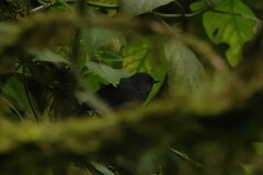 Spodiornis rusticus