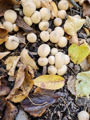 Apioperdon pyriforme