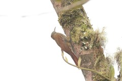 Lepidocolaptes lacrymiger