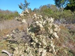 Baccharis pilularis consanguinea