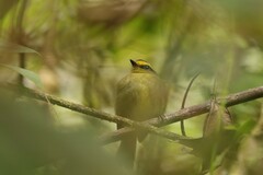 Silvicultrix diadema