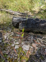 Pterostylis plumosa