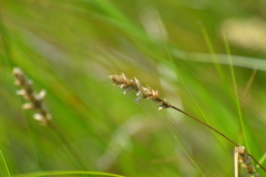 Carex sartwellii