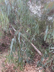 Eucalyptus