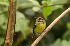 Poecilotriccus ruficeps