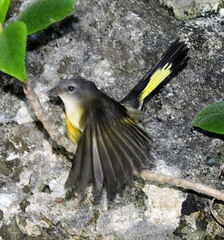 Setophaga ruticilla