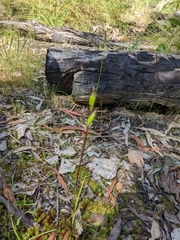 Pterostylis plumosa