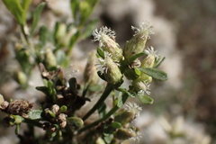 Baccharis pilularis consanguinea