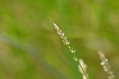 Carex sartwellii