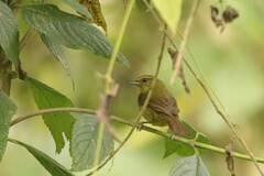 Sphenopsis frontalis