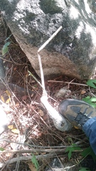 Ibervillea hypoleuca