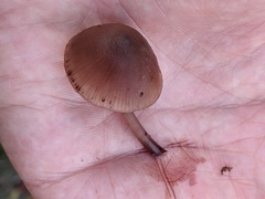 Mycena haematopus