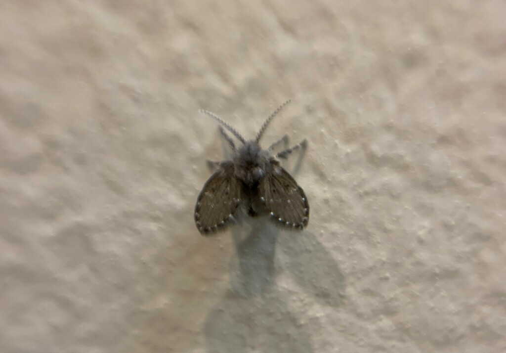 Bathroom Moth Fly from Woodbridge, Vaughan, ON, Canada on October 18 ...