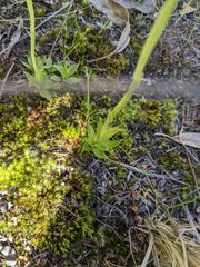 Pterostylis plumosa