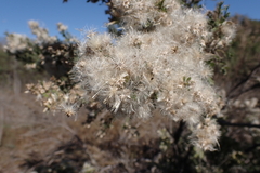 Baccharis pilularis consanguinea