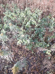 Symphoricarpos occidentalis