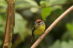 Poecilotriccus ruficeps