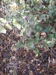 Symphoricarpos occidentalis