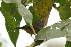 Cnemoscopus rubrirostris