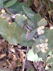 Symphoricarpos occidentalis