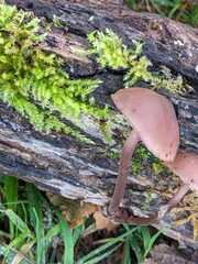 Mycena haematopus