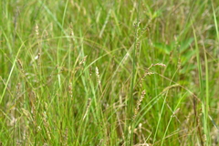 Carex sartwellii