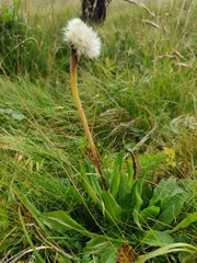 Hypochaeris uniflora
