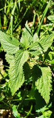 Urtica dioica