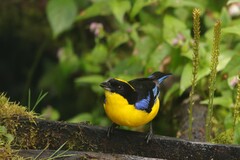 Anisognathus somptuosus