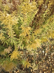 Solidago altissima