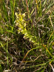 Habenaria repens