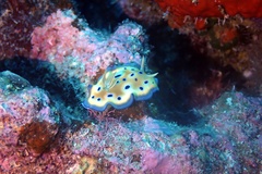 Goniobranchus kuniei