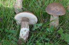 Leccinum duriusculum
