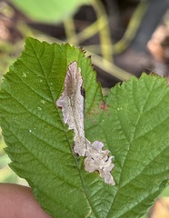 Coptotriche marginea