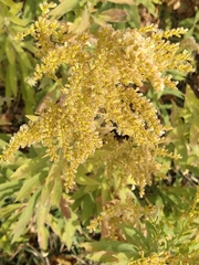 Solidago altissima