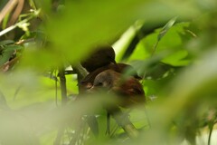 Cinnycerthia olivascens