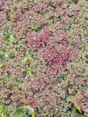 Azolla rubra