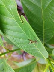 Micrathena sexspinosa