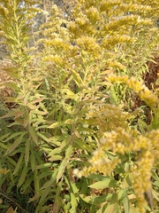 Solidago altissima
