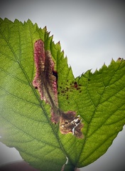 Coptotriche marginea