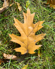 Quercus rubra